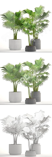 Interior Palm Collection 3D model image 3