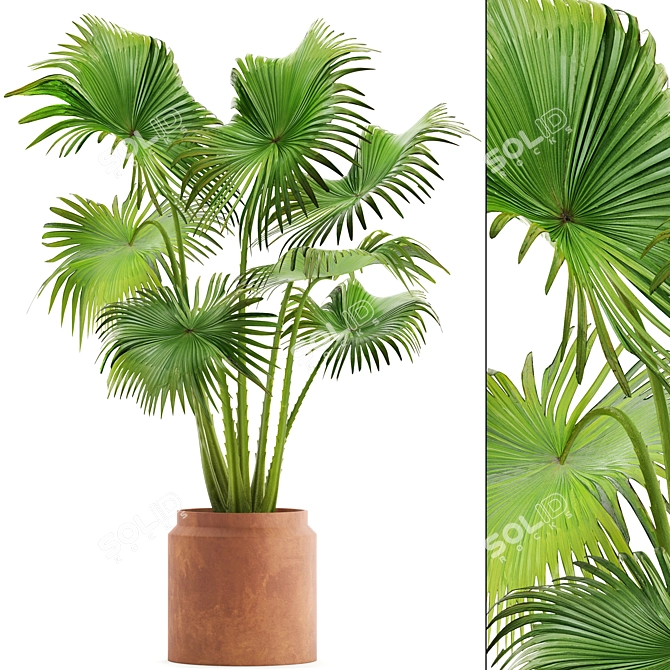 Indoor Clay Pot Palm 3D model image 1
