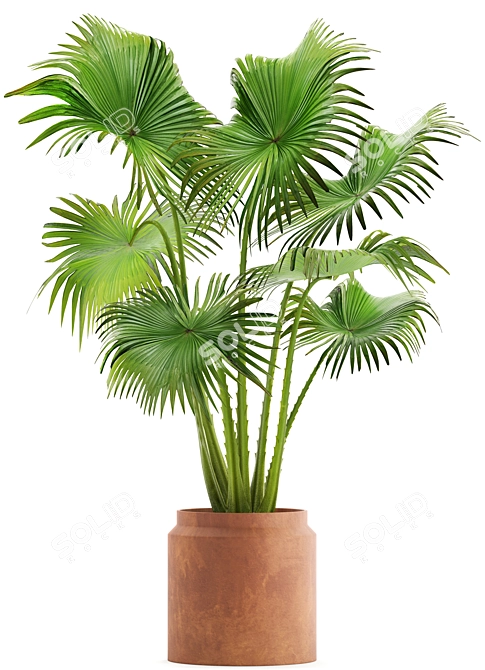 Indoor Clay Pot Palm 3D model image 2