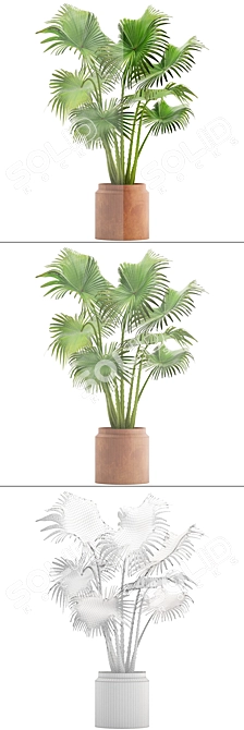 Indoor Clay Pot Palm 3D model image 3