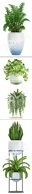 Indoor Plant Collection: Schefflera, Zamioculcas, Caladium 3D model image 2