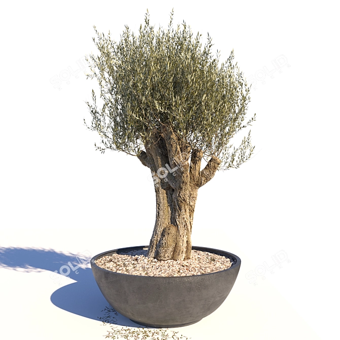 Ancient Olive Tree Sculpture 3D model image 1