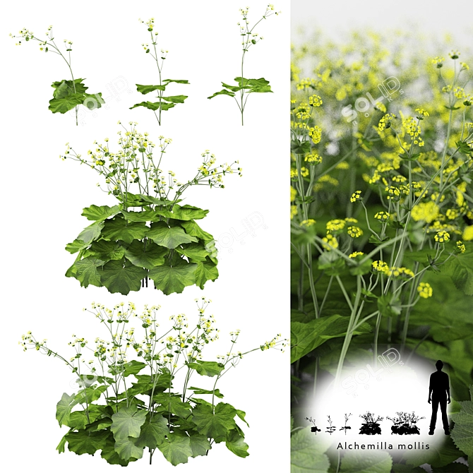 Soft Bush Cuff | Alchemilla Mollis 3D model image 1