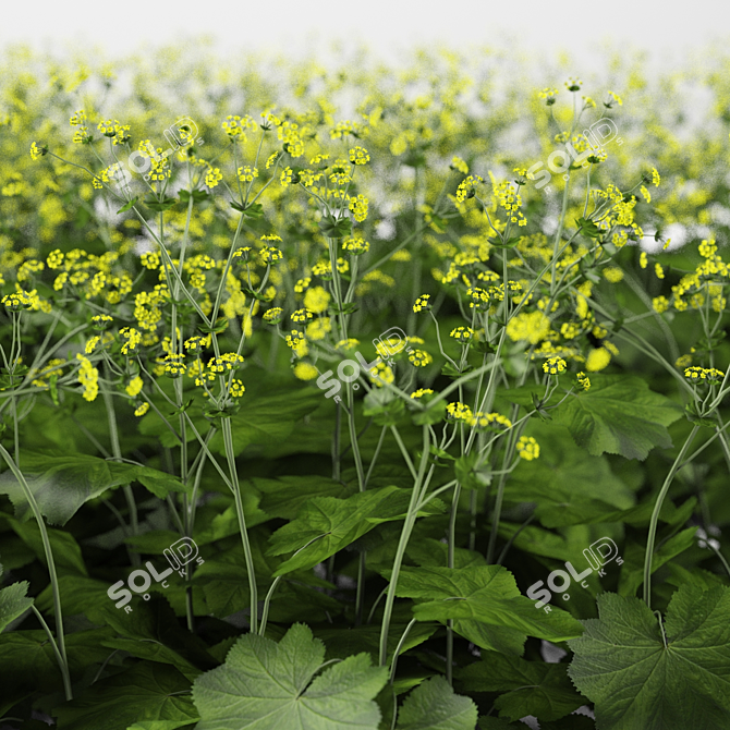 Soft Bush Cuff | Alchemilla Mollis 3D model image 2