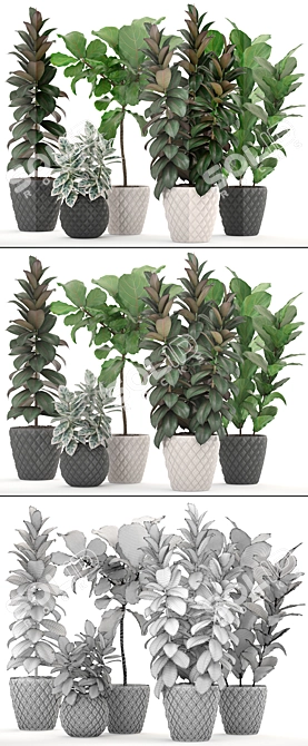 Lush Ficus Collection: Robusta, Elastica & Lyrata 3D model image 3