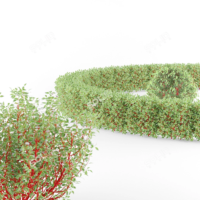 Elegantissima White Bush | Cornus Alba 3D model image 2