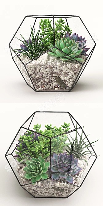 Terrarium: A Beautiful Botanical World 3D model image 2