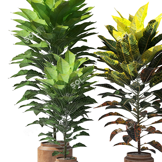 Tropical Elegance: Cordyline & Codiaeum 3D model image 3