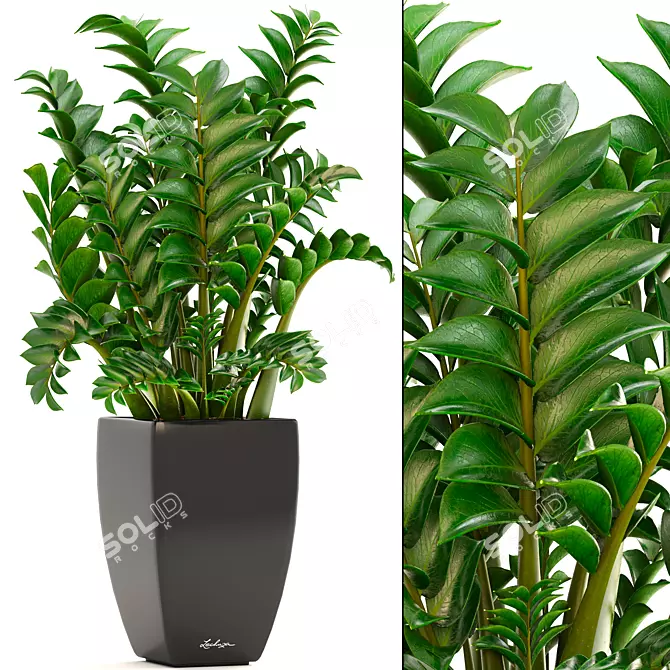 Lechuza Zamioculcas: Stunning Indoor Plant in Modern Pot 3D model image 1