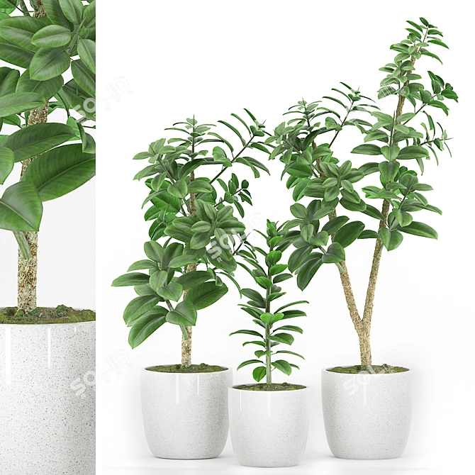 Ficus Elastica Set: Plant 48 3D model image 1