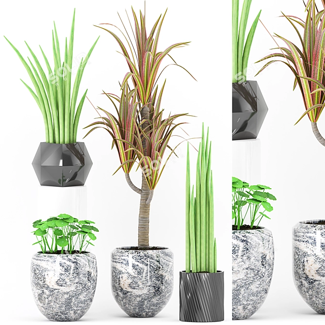 Exotic Pot Set with Rare Plant 3D model image 1