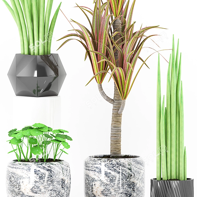 Exotic Pot Set with Rare Plant 3D model image 2