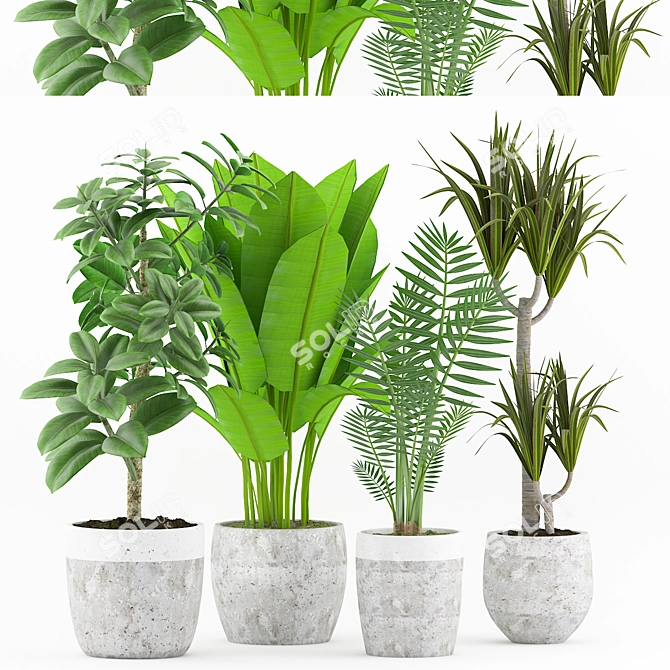 Tropical Plant Collection with Concrete pot 3D model image 1