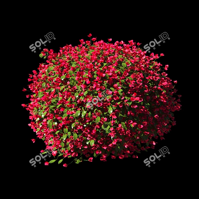  Vibrant Bougainvillea Bushes 3D model image 2