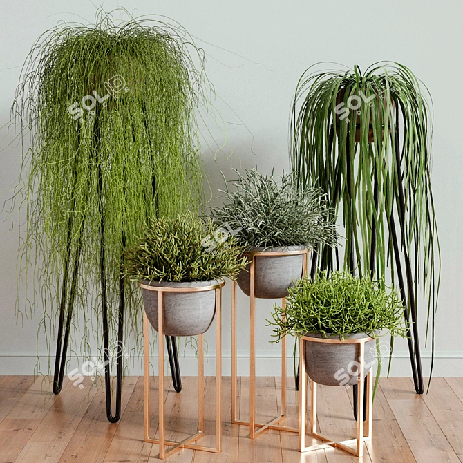 Rhipsalis Indoor Plant Set 3D model image 1