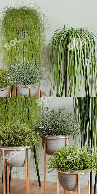 Rhipsalis Indoor Plant Set 3D model image 2