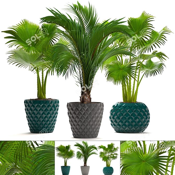 Tropical Palm Paradise Collection 3D model image 1