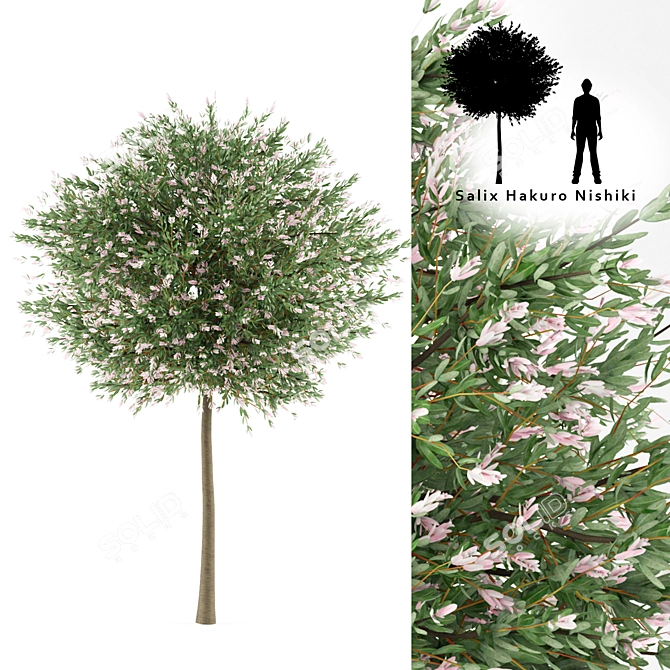 Willow Tree Model | Salix integra 'Hakuro Nishiki' 3D model image 1