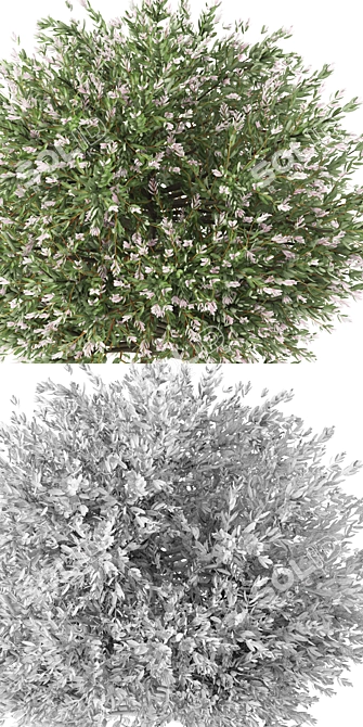 Willow Tree Model | Salix integra 'Hakuro Nishiki' 3D model image 2