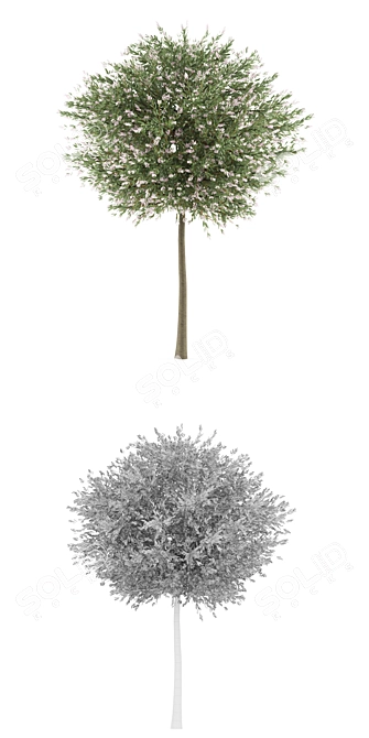 Willow Tree Model | Salix integra 'Hakuro Nishiki' 3D model image 3