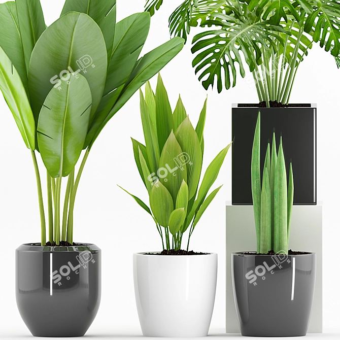 Green Oasis: Palm, Sansevieria, Banana Plant+Pot 3D model image 2