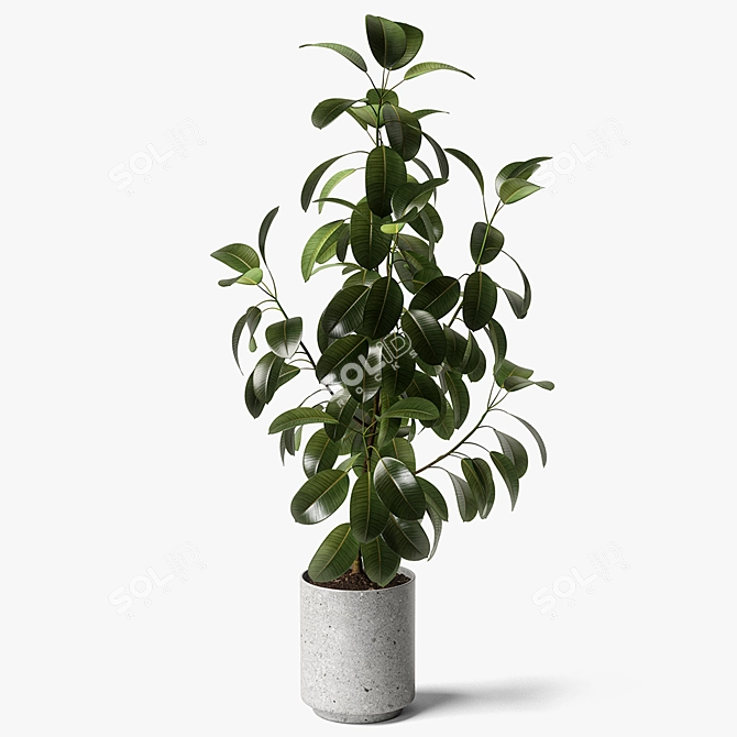 Elegant Ficus Elastica: 3ds Max, OBJ, V-Ray, 2009, 2015 3D model image 1