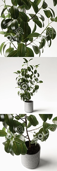 Elegant Ficus Elastica: 3ds Max, OBJ, V-Ray, 2009, 2015 3D model image 2