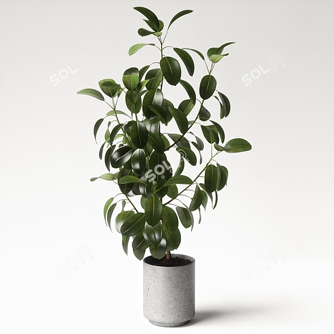 Elegant Ficus Elastica: 3ds Max, OBJ, V-Ray, 2009, 2015 3D model image 4