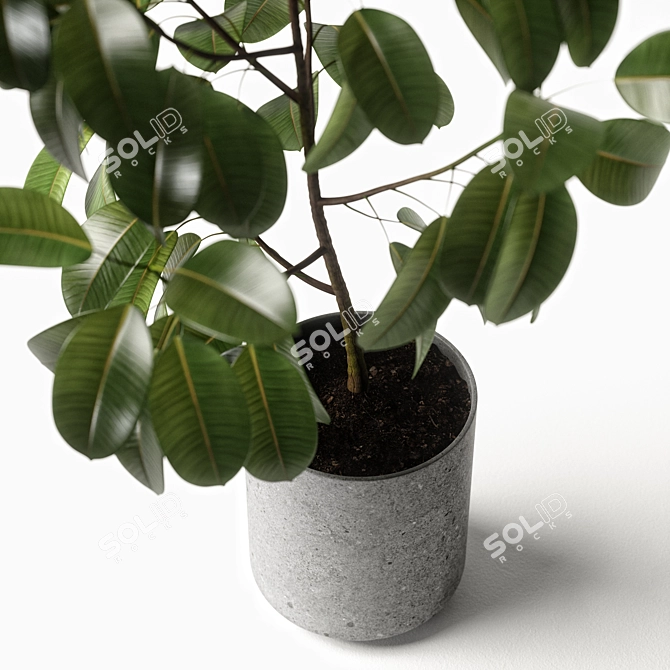 Elegant Ficus Elastica: 3ds Max, OBJ, V-Ray, 2009, 2015 3D model image 6