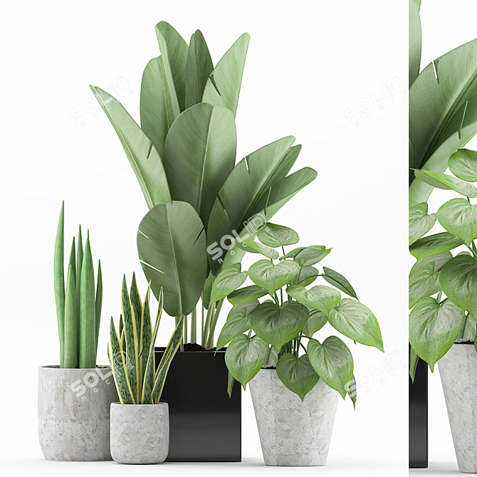 Tropical Plant Collection in Concrete Pot 3D model image 1