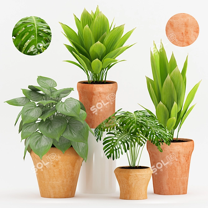 Tropical Plant Trio in Terracotta 3D model image 1