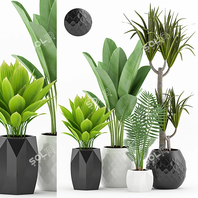 Tropical Plant Bundle: Palm, Dracaena, Marginata 3D model image 1