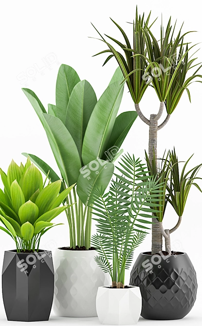 Tropical Plant Bundle: Palm, Dracaena, Marginata 3D model image 2