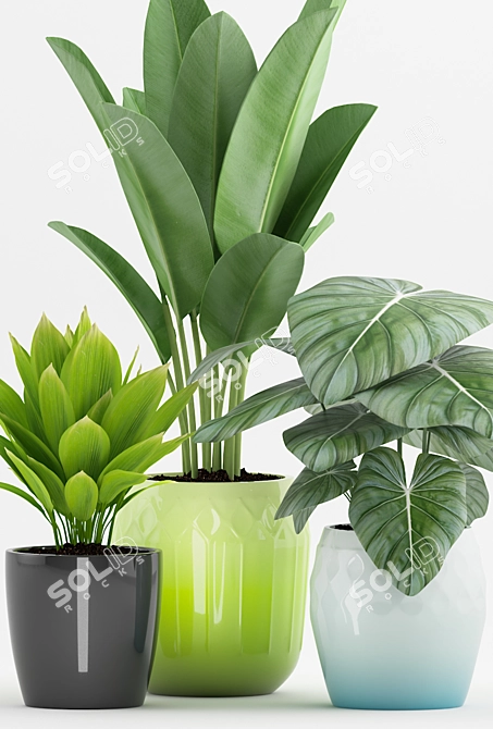 Tropical Paradise: Philodendron, Palm & Banana Plant 3D model image 2