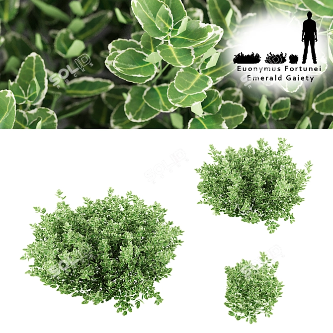 Emerald Gaiety Euonymus Bushes 3D model image 1