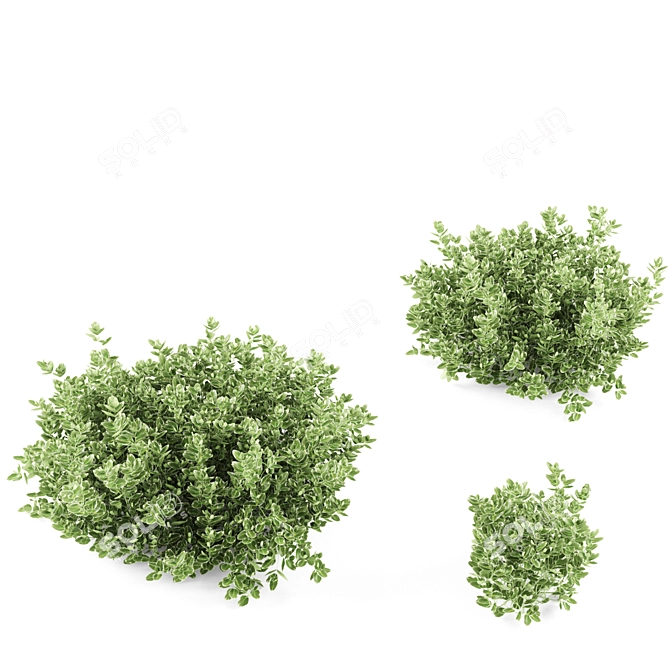 Emerald Gaiety Euonymus Bushes 3D model image 2