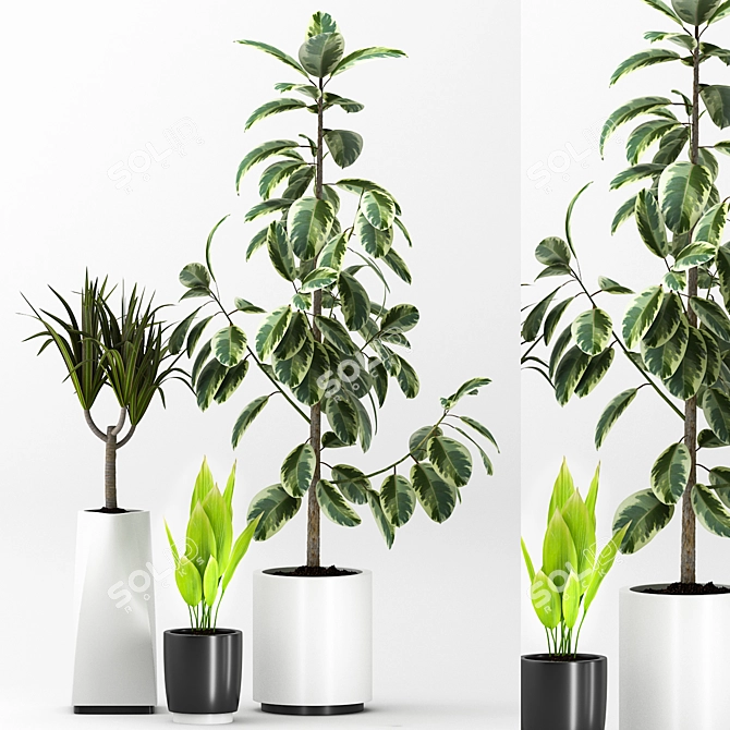 Elegant Indoor Plants Set 3D model image 1