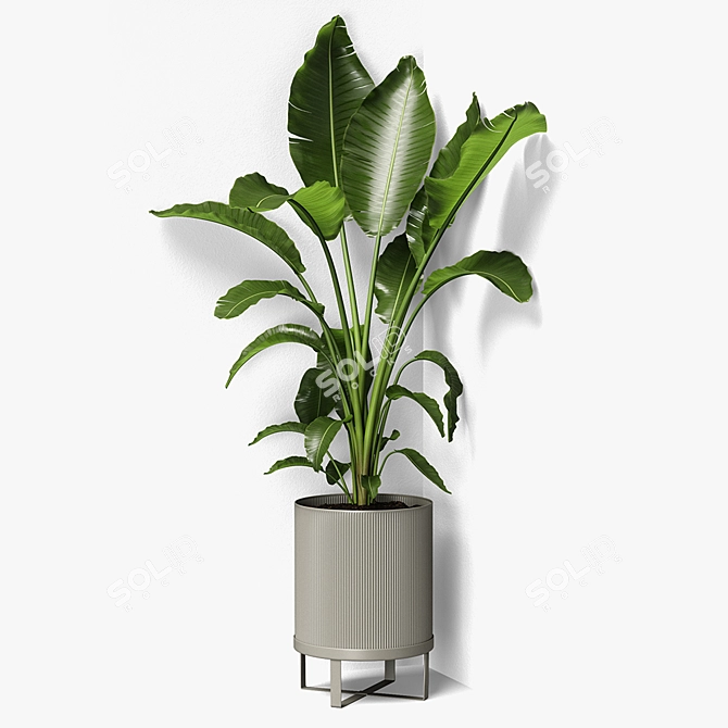 Tropical Paradise Strelitzia Plant 3D model image 1