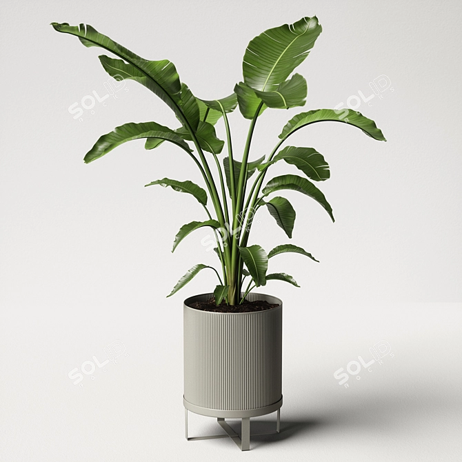 Tropical Paradise Strelitzia Plant 3D model image 4