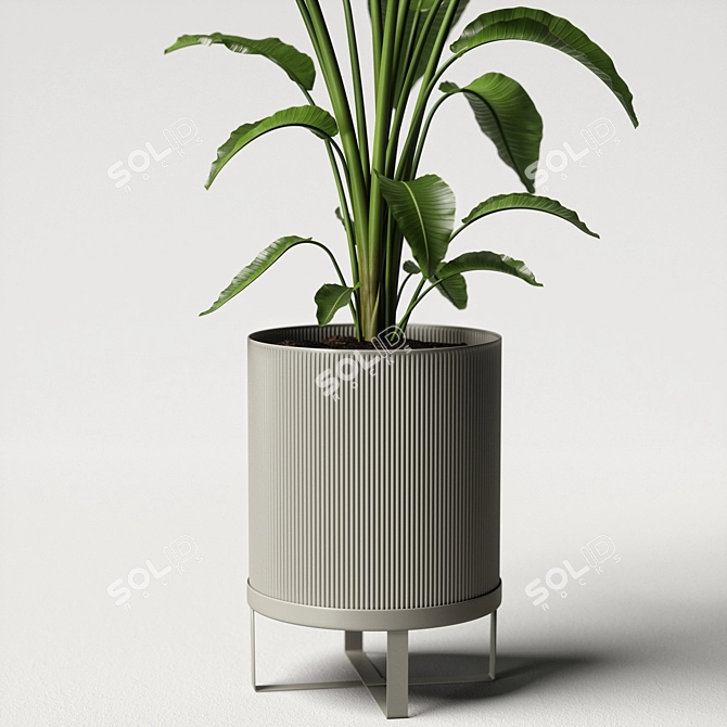 Tropical Paradise Strelitzia Plant 3D model image 6