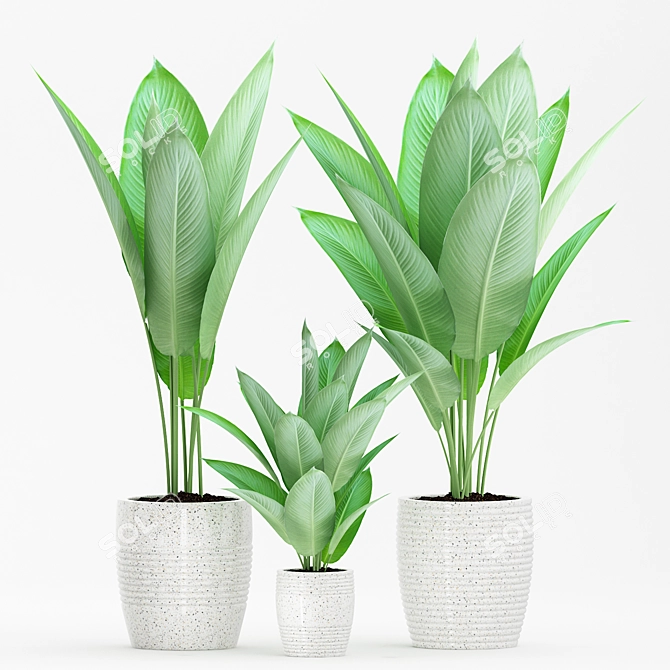 Tropical Trio: Strelitzia Reginae Set 3D model image 1