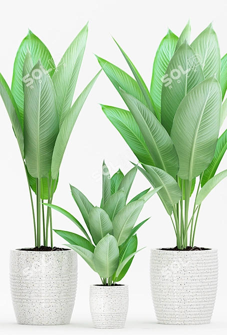 Tropical Trio: Strelitzia Reginae Set 3D model image 2