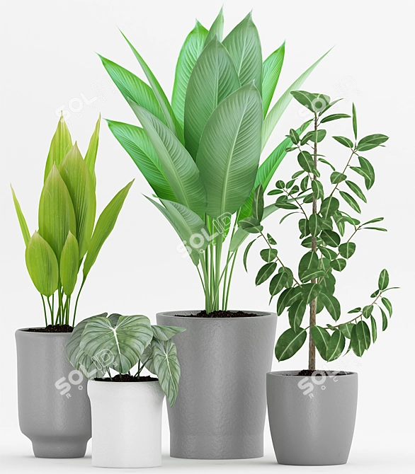 Modern Indoor Plant Collection 3D model image 2