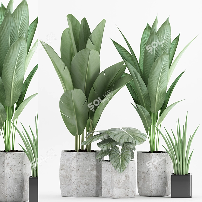 Tropical Plant Mix: Strelitzia, Banana & Sansevieria 3D model image 1