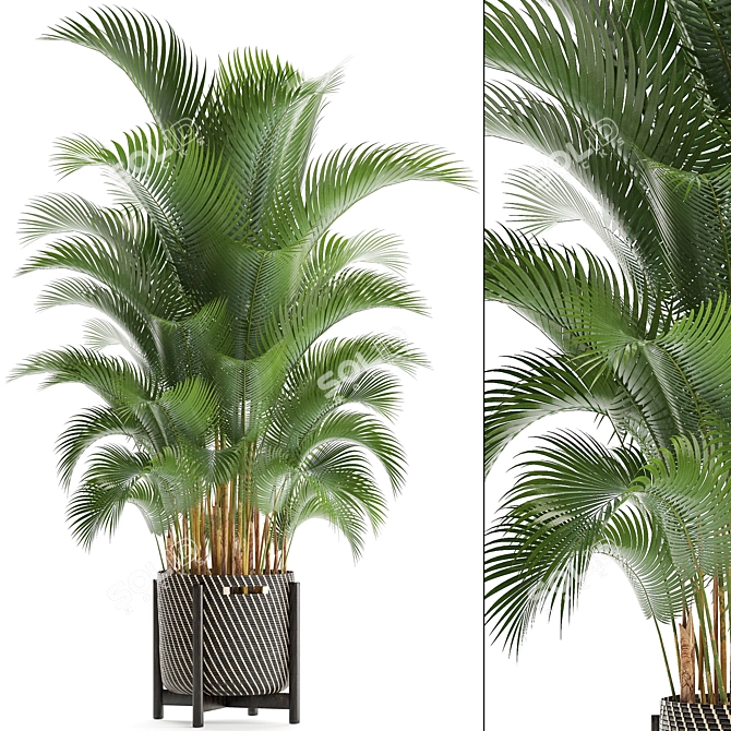Tropical Kentia Palm: Stylish Indoor Plant 3D model image 1