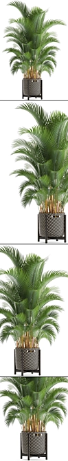 Tropical Kentia Palm: Stylish Indoor Plant 3D model image 2