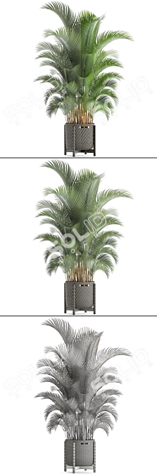 Tropical Kentia Palm: Stylish Indoor Plant 3D model image 3