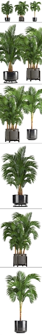 Tropical Oasis Collection: Howea forsteriana 3D model image 2