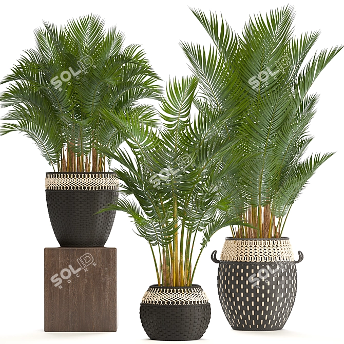 Tropical Palm Collection | Howea Forsteriana 3D model image 1