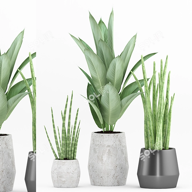 72 Plant Set: Strelitzia Reginae, Sansevieria Cylindrical 3D model image 1